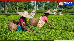 Bumper Crop Turns Bitter for Assam’s Tea Growers