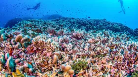 World's Largest Coral Visible From Space Discovered
