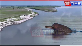 River Dolphin Population in Subansiri Declines by 50% in Four Years: Survey