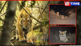 Kaziranga Roars Louder: Third Highest Tiger Density in the World, Says New Report