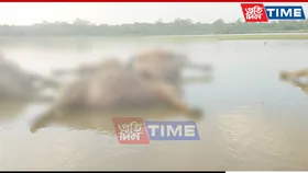 Six Wild Buffaloes Found Dead in Kaziranga; Lightning Strike Suspected