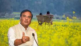 Despite Tall Claims, Assam Govt Fails to Support Mustard Farmers Under MSP