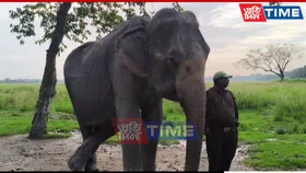 'Mohonmala,’ Kaziranga’s Brave Jumbo, Still Full of Life at 80