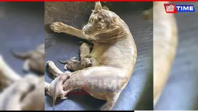 Asiatic Lioness ‘Kesari’ Welcomes Four Cubs at Assam State Zoo
