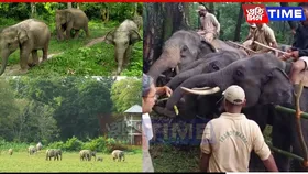 Conservation Efforts Of Assam’s 5828 Elephants Focused on World Elephant Day