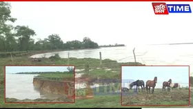 Brahmaputra Erosion Swallows Vast Stretches of Balijan Tea Estate in Chabua
