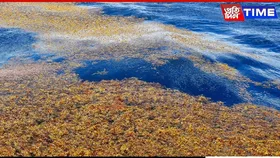 8,850 km of Algae: What’s Happening in Our Oceans?