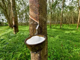 വന്‍ തോതില്‍ റബര്‍ ഇറക്കുമതിക്കു തയാറെടുക്കുന്ന റബര്‍ കമ്പനികള്‍ക്കു തിരിച്ചടിയായി  തായ്ലന്‍ഡ് കംബോഡിയ സംഘര്‍ഷം. നേട്ടം മലയാളികള്‍ക്ക്. റബര്‍ വില ഉയരുമെന്നു പ്രതീക്ഷ