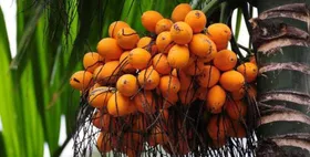 കഫക്കെട്ട് കുറയ്ക്കാന്‍ അടയ്ക്ക