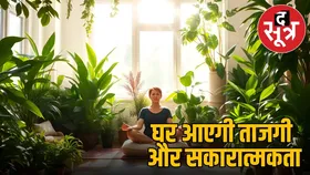 सिर्फ सजावट नहीं, ये इनडोर पौधे घर की हवा को भी करते हैं शुद्ध, आज ही लगाएं