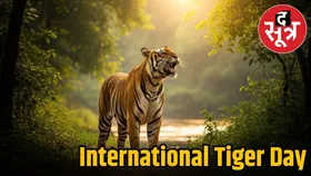International Tiger Day पर जानें एमपी कैसे बना भारत का टाइगर स्टेट, इनके लिए इंसानों ने छोड़ दिए अपने घर