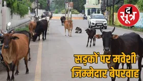 मवेशी हटाने की जिम्मेदारी, लेकिन जोन कमिश्नर का रवैया लापरवाह