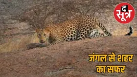 राजस्थान: जयपुर में लेपर्ड जंगल की सरहद लांघ आबादी में पहुंचा, मच गई खलबली,  जानें पूरा मामला