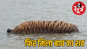 10 दिन में दूसरे बाघ की मौत : तवा नदी में मिला शव, पंजा काटकर ले गए शिकारी