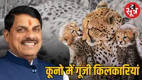 कूनो में हुई खुशियों की बौछारें, पहली भारतीय चीता मुखी ने दिया 5 शावकों को जन्म
