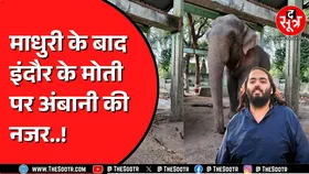 Indore Zoo में मौजूद हाथी मोती को लेकर हो रही चर्चा, क्या वनतारा जाना तय है ?
