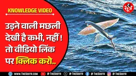 Knowledge Video | एक झटके में 200-400 मीटर की उड़ान भरने वाली मछली के करतब