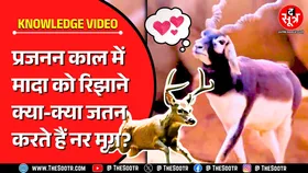 Knowledge Video | जंगली जानवरों की ये अनोखी कला देखकर दंग रह जाएंगे आप !