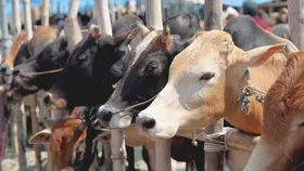 Bareilly News: गोकशी करने वाले आरोपियों का गिरोह रजिस्टर्ड, गैंग लीडर बना वसीम