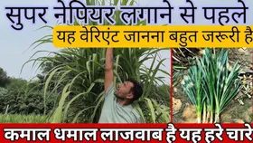 Opportunity : पशुपालकों के लिए लाभकारी योजना, जल्द करें आवेदन