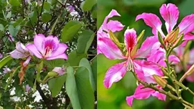 प्रकृति का अनमोल खजाना’: जोड़ों के दर्द से थायराइड तक औषधीय गुणों से भरपूर है ‘कचनार’