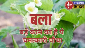 शारीरिक दुर्बलता में असरदार औषधि 'बला', मांसपेशियों और नसों को देती है मजबूती