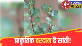 सिंथेटिक दवा नहीं, प्राकृतिक वरदान है सांठी! जानिए क्या-क्या हैं इसके चमत्कारिक फायदे