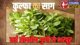 खरपतवार समझी जाने वाली कुल्फा, जानें कैसे है आपकी सेहत के लिए वरदान?