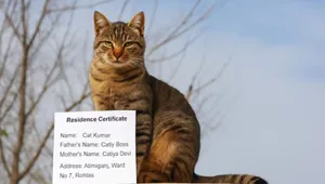 cat kumar