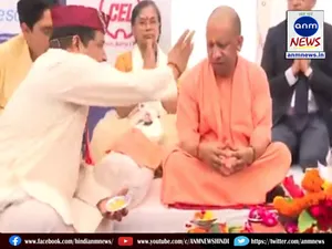 yogi