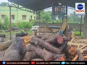 illegal wood