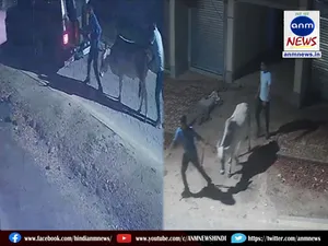 Cow theft