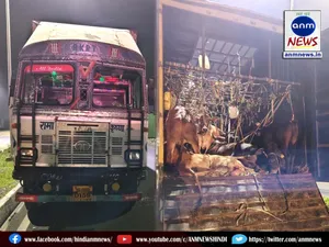 cow smuggling