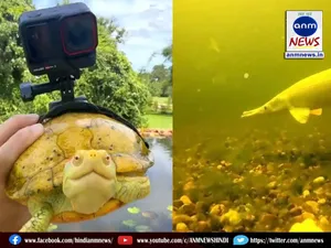 viral video