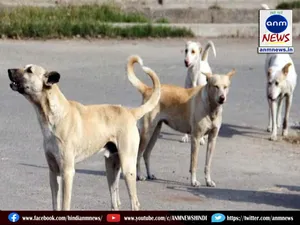 dogs
