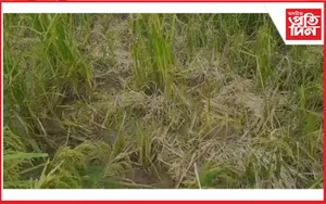 বন্যহস্তীৰ উপদ্ৰৱঃ তহিলং কৰিছে বড়ো ধানৰ খেতি