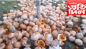  কৃষকে পোৱা নাই উচিত মূল্য, গেলি-পচি গৈছে ৰঙালাও