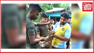 গহপুৰৰ গমিৰি মিৰি পথাৰত বাঘৰ পোৱালি উদ্ধাৰ...