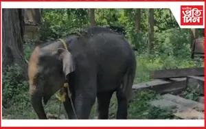 বনৰীয়া হাতী পোৱালি উদ্ধাৰ