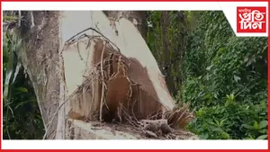 ডিব্ৰুগড়ৰ টিনঠেঙীয়া বনাঞ্চলত বনধ্বংস যজ্ঞ