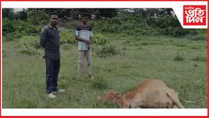 গৰাকীৰ সন্মুখতে মাৰিলে গো-ধন