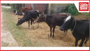 বৰপেটাত অব্যাহত আছে চোৰাং গৰুৰ ৰমৰমীয়া বেহাঃ মেঘালয়লৈ নিয়াৰ পথত ৫৩ টা গৰু জব্দ