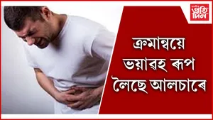 আলচা seo