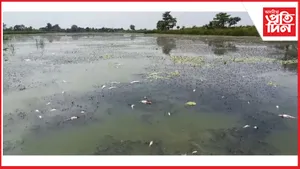 হাজোৰ সাতদলা গৰ্জন বিলত পুখুৰীত বিহ ঢালি নিধন‌ প্ৰায় ২০ লাখ টকাৰ মাছ