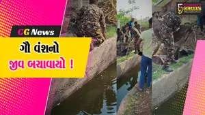 અંકલેશ્વર: પાનોલી GIDCમાં ગૌ વંશ કાંસમાં ખાબકયુ, ફાયર વિભાગે રેસ્ક્યુ ઓપરેશન હાથ ધરી જીવ બચાવ્યો