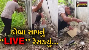 ભરૂચ : માતરિયા તળાવ વિસ્તારમાં અત્યંત ઝેરી કોબ્રા સાપ જોવા મળતા લોકોમાં ફફડાટ, જુઓ “LIVE” રેસક્યું...