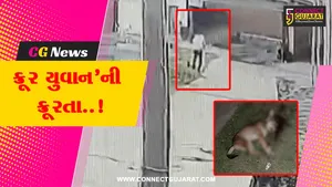 અમરેલી : શ્વાનને ક્રૂરતાપૂર્વક લાકડીના સપાટા મારી મોતને ઘાટ ઉતારતી ઘટના CCTVમાં કેદ, જીવદયા પ્રેમીએ નોંધાવી ફરિયાદ...