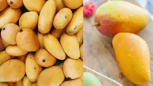 Mango Eating