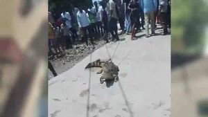ભરૂચ: હાંસોટના શેરા ગામના તળાવમાંથી મગર પકડાયો, વન વિભાગે સુરક્ષિત જગ્યાએ છોડી મુકવા તજવીજ હાથ ધરી