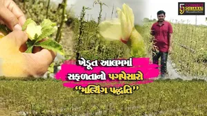 અંકલેશ્વર : અત્યાધુનિક મલ્ચિંગ પદ્ધતિથી જુના બોરભાઠા બેટ ગામના પ્રગતિશીલ ખેડૂતે કરી ભીંડા-ચોળી-મકાઇની સફળ ખેતી